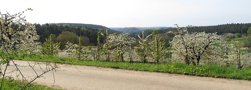 Kirschblüte mit Blick auf Absberg